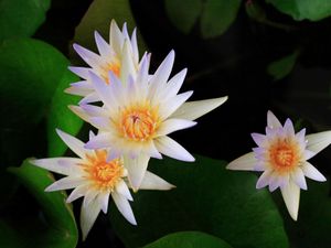 Preview wallpaper lily, water lilies, leaves, water, close-up