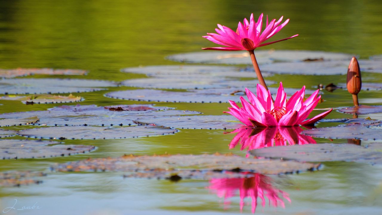 Wallpaper lily, water lilies, leaves, water, quiet, reflection, bud