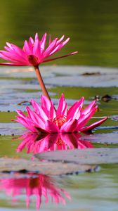 Preview wallpaper lily, water lilies, leaves, water, quiet, reflection, bud