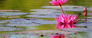 Preview wallpaper lily, water lilies, leaves, water, quiet, reflection, bud