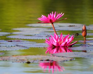 Preview wallpaper lily, water lilies, leaves, water, quiet, reflection, bud