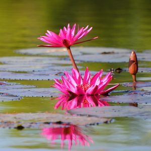 Preview wallpaper lily, water lilies, leaves, water, quiet, reflection, bud