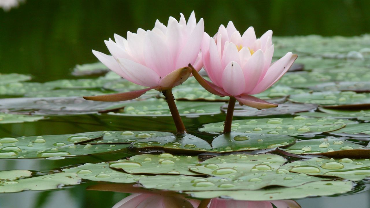 Wallpaper lily, water lilies, water, leaves, quiet, reflection, drop