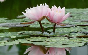 Preview wallpaper lily, water lilies, water, leaves, quiet, reflection, drop