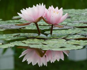 Preview wallpaper lily, water lilies, water, leaves, quiet, reflection, drop