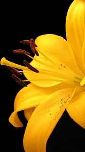 Preview wallpaper lily, yellow, flower, spotted