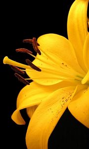 Preview wallpaper lily, yellow, flower, spotted