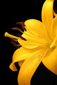 Preview wallpaper lily, yellow, flower, spotted