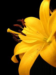 Preview wallpaper lily, yellow, flower, spotted