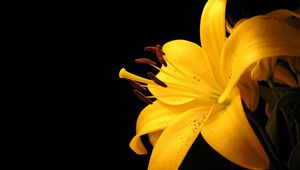 Preview wallpaper lily, yellow, flower, spotted