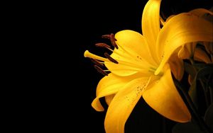 Preview wallpaper lily, yellow, flower, spotted