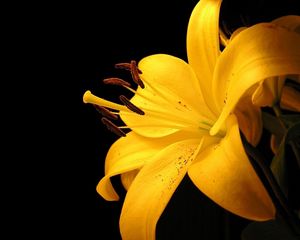 Preview wallpaper lily, yellow, flower, spotted