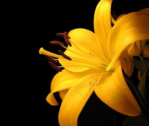 Preview wallpaper lily, yellow, flower, spotted