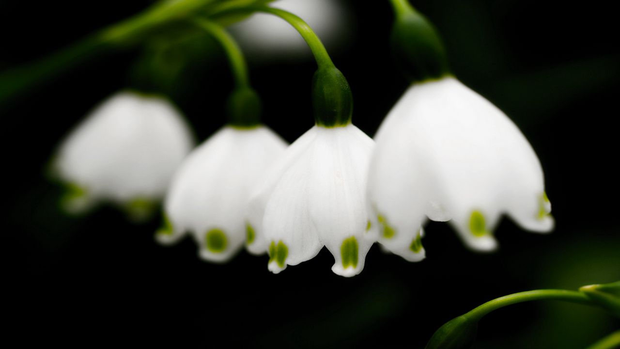 Wallpaper lilys of the valley, bells, close-up, spring