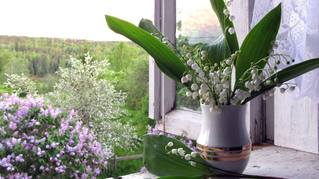 Wallpaper lilys of the valley, vase, lilac, window, sill, spring