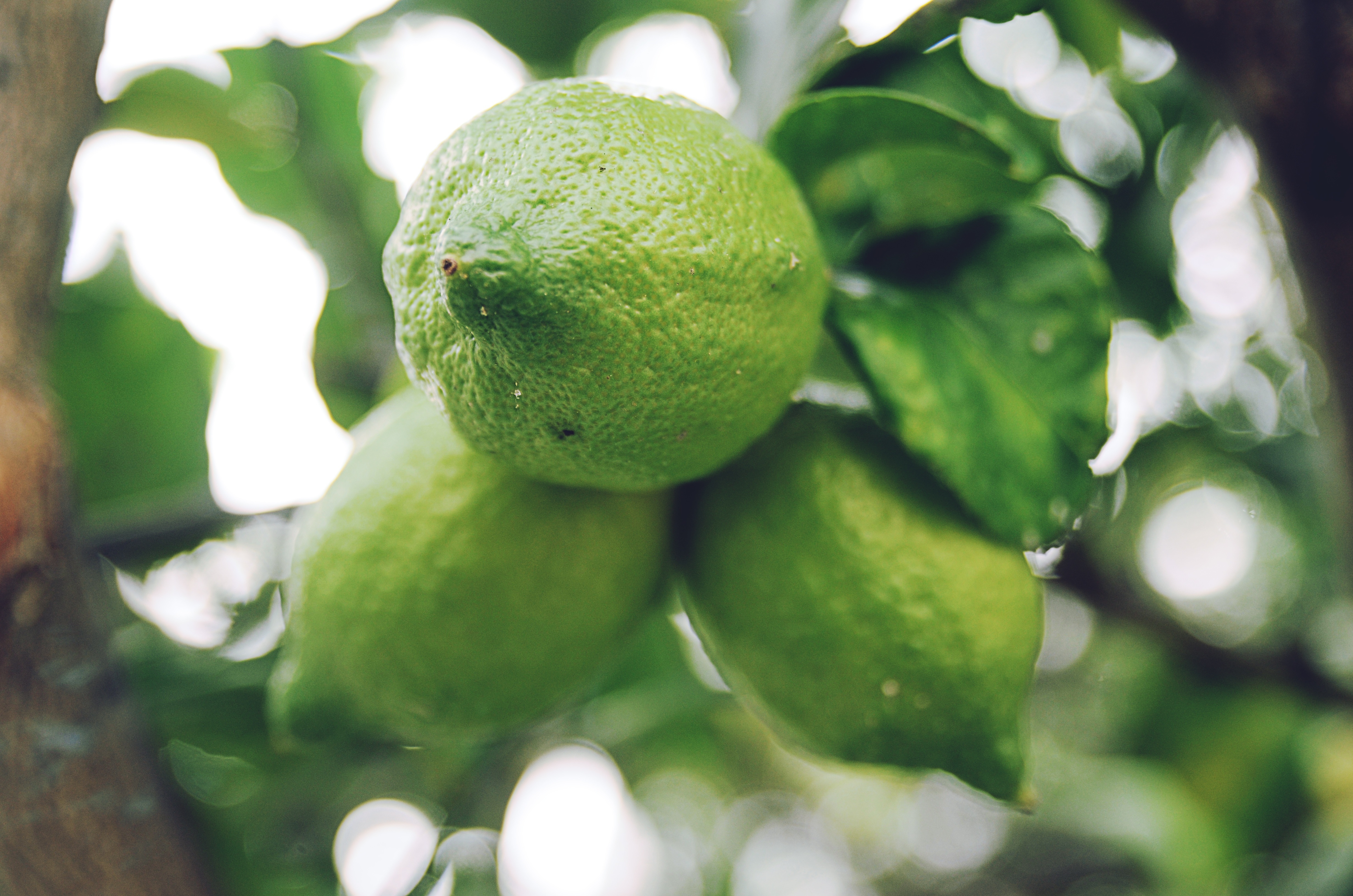 Польза зеленых лимонов. Листья бергамота. Лайм цитрус. Зеленый фрукт цитрус. Гуава лимонная.
