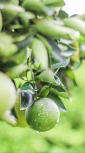 Preview wallpaper lime, citrus, drops, leaves, branch, green, macro