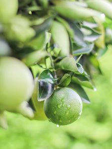 Preview wallpaper lime, citrus, drops, leaves, branch, green, macro