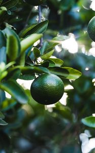 Preview wallpaper lime, fruit, branch, leaves, plant, green