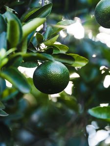 Preview wallpaper lime, fruit, branch, leaves, plant, green