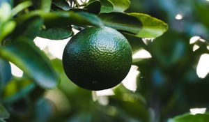 Preview wallpaper lime, fruit, branch, leaves, plant, green