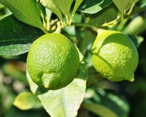 Preview wallpaper lime, fruit, citrus, branches