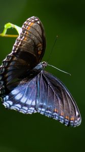 Preview wallpaper limenitis arthemis, butterfly, wings, macro