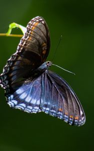 Preview wallpaper limenitis arthemis, butterfly, wings, macro