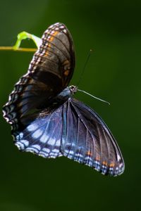 Preview wallpaper limenitis arthemis, butterfly, wings, macro