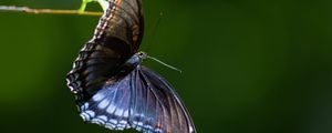 Preview wallpaper limenitis arthemis, butterfly, wings, macro