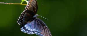 Preview wallpaper limenitis arthemis, butterfly, wings, macro