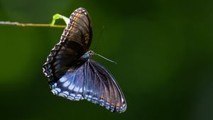 Preview wallpaper limenitis arthemis, butterfly, wings, macro