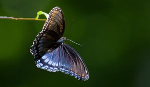 Preview wallpaper limenitis arthemis, butterfly, wings, macro