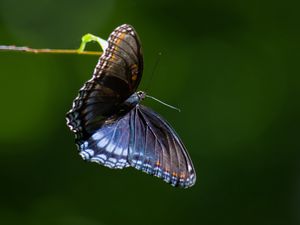 Preview wallpaper limenitis arthemis, butterfly, wings, macro