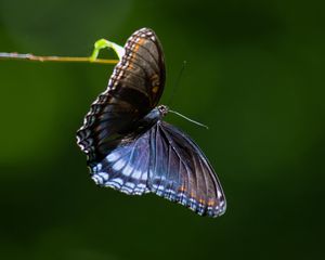 Preview wallpaper limenitis arthemis, butterfly, wings, macro