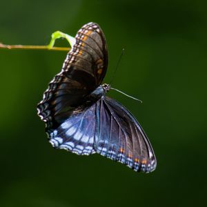 Preview wallpaper limenitis arthemis, butterfly, wings, macro