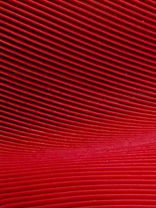 Preview wallpaper lines, curves, texture, red