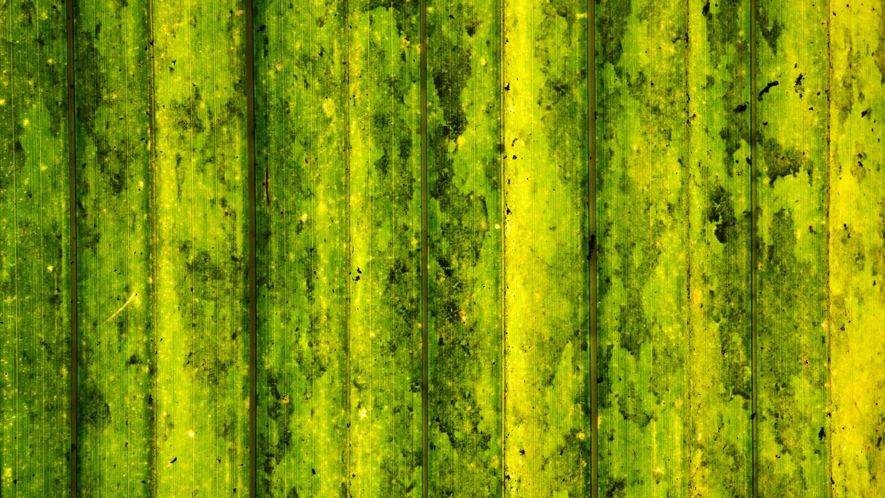Wallpaper lines, stripes, green, background, abstraction