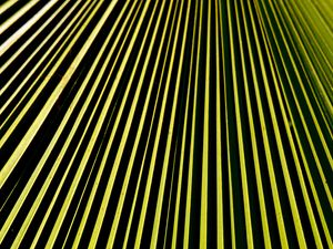 Preview wallpaper lines, stripes, green, black, abstraction