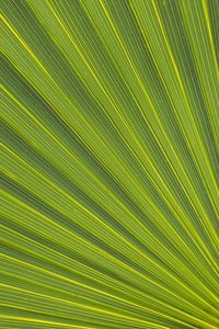 Preview wallpaper lines, stripes, leaf