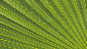 Preview wallpaper lines, stripes, leaf