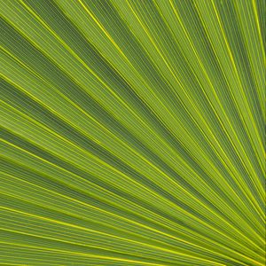 Preview wallpaper lines, stripes, leaf