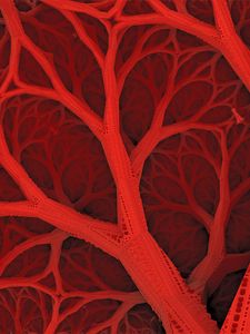 Preview wallpaper lines, structure, red, forms