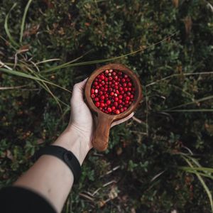 Preview wallpaper lingonberry, berries, hand, cup, wooden