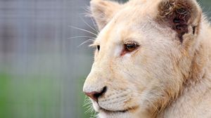 Preview wallpaper lion, albino, face, big cat, predator