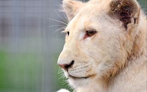 Preview wallpaper lion, albino, face, big cat, predator
