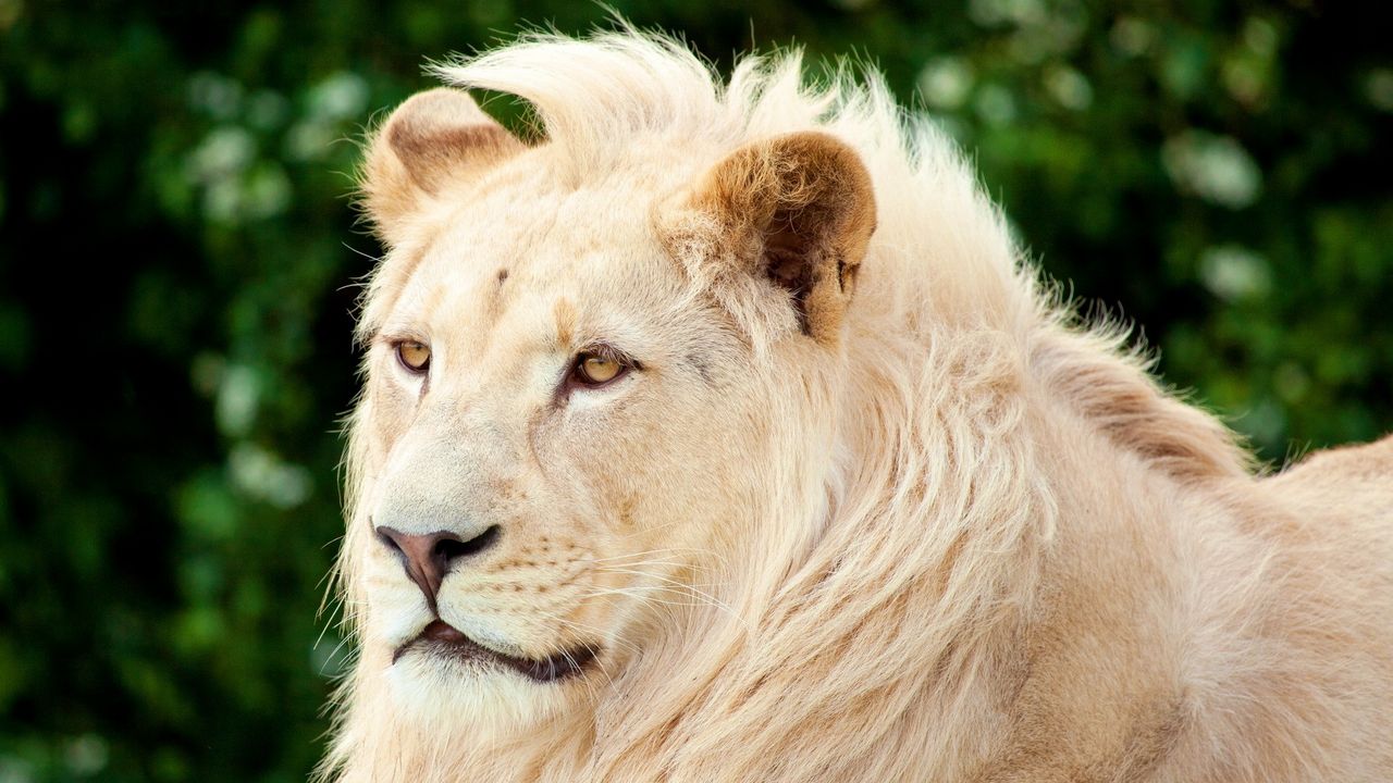 Wallpaper lion, albino, muzzle, predator