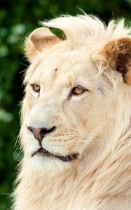 Preview wallpaper lion, albino, muzzle, predator