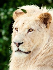 Preview wallpaper lion, albino, muzzle, predator