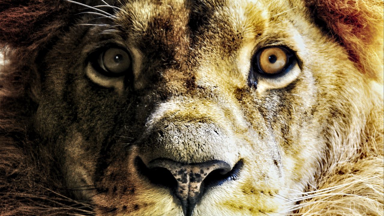 Wallpaper lion, animal, big cat, predator, muzzle